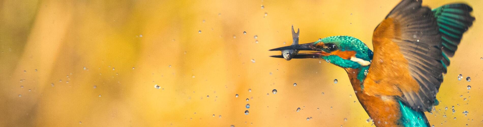 Faune, flore et habitats État de l'environnement wallon